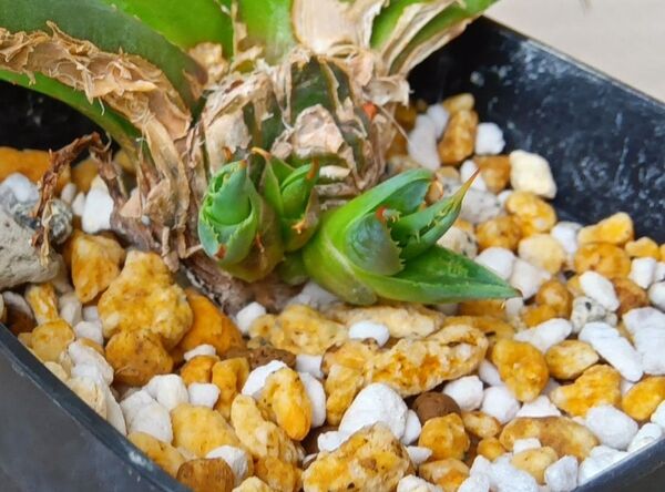 【早い者勝ち】アガベ ジェントリージョーズ 子株1株のみ販売 多肉植物 Agave
