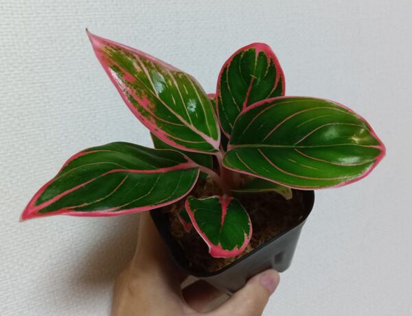 【5月限定値下げ】【希少・レア】【現品】アグラオネマ ロータスディライト Aglaonema Lotus Delight 観葉植物