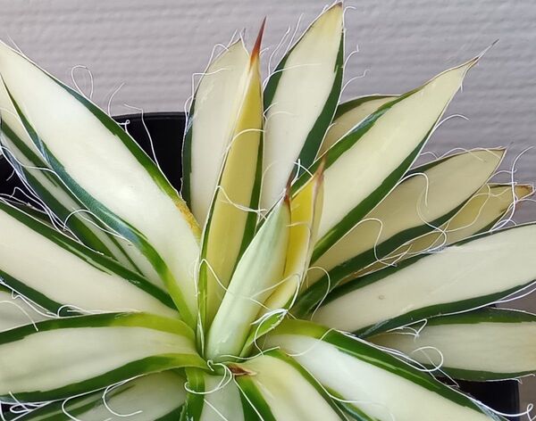【5月限定値下げ】アガベ 乱れ雪 中斑 フィリフェラ 黄中斑 多肉植物 極美株 錦(2〜4枚目は5月24日撮影)