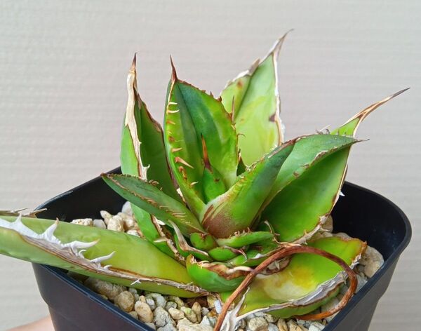 【5月限定値下げ】【超レア】アガベ チタノタ 縞斑 裏刺 大きめ子株 Agave Titanota 多肉植物
