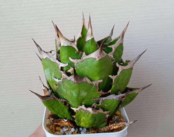 【コレクション株】アガベ チタノタ 阿修羅 AGAVE TITANOTA 強棘 美株 ※画像4枚目以降の子株B1株のみ販売