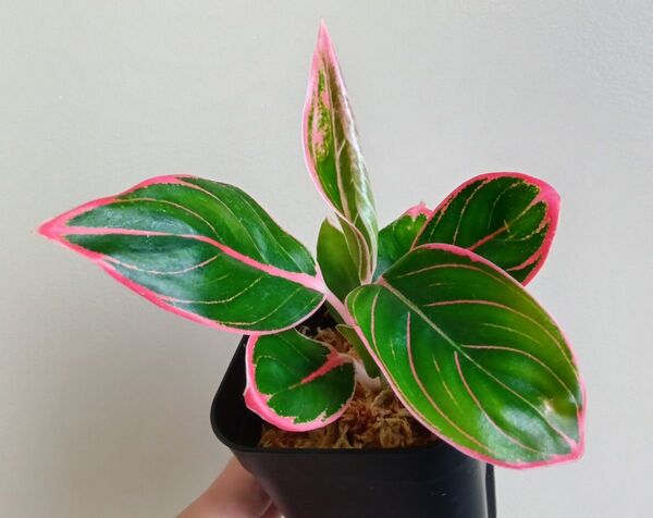【期間限定値下げ】【希少・レア】【現品】アグラオネマ ロータスディライト Aglaonema Lotus Delight 観葉植物