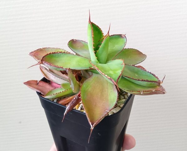 【レア希少】【美株】アガベ ボビコルヌータ 斑入り 錦 親株と子株のセット販売 アガベ Agave 多肉植物 特選