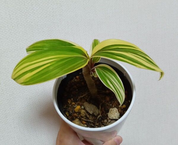 コルジリネ チョコレートクイーン 観葉植物 植物 コルディリネ ドラセナ 現品 1枚目画像が出品株(1〜3枚目画像は5/12撮影)