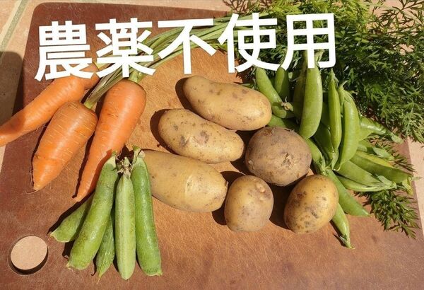 農薬不使用 旬のお野菜セット お野菜詰め合わせBOX 新鮮季節のお野菜 新じゃが食べ比べ
