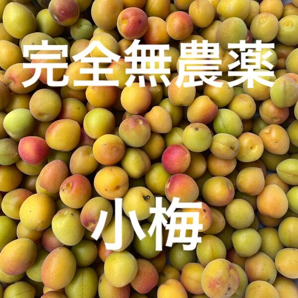 おそらく最終?完熟小梅(箱込み約2キロ)無農薬無消毒無肥料 自然栽培 梅干し 梅シロップ 梅仕事