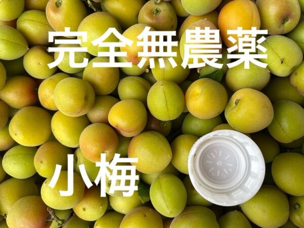 小梅2キロ+α 無農薬 無消毒 無肥料 自然栽培 梅干し 注文後収穫