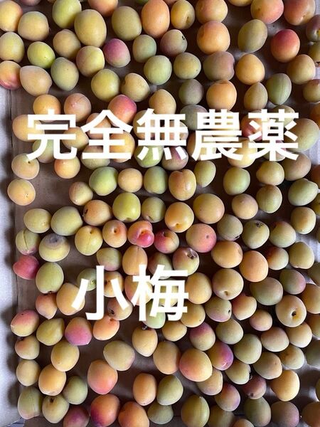 完全無農薬 完熟小梅 ゆうパケットポスト入るだけ 700g位? 無消毒 無肥料 自然梅 梅仕事 梅干し