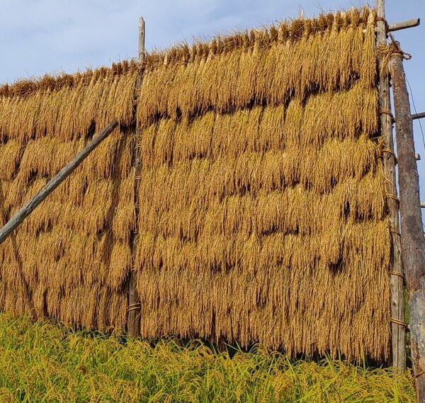 コシヒカリ玄米 10kg◎減農薬・令和6年産