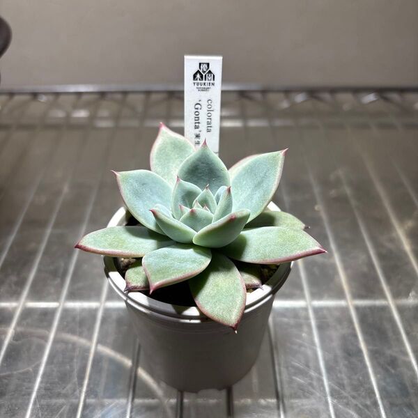 優木園 Gonta実生 札付き 鉢ごと発送 4/20撮影