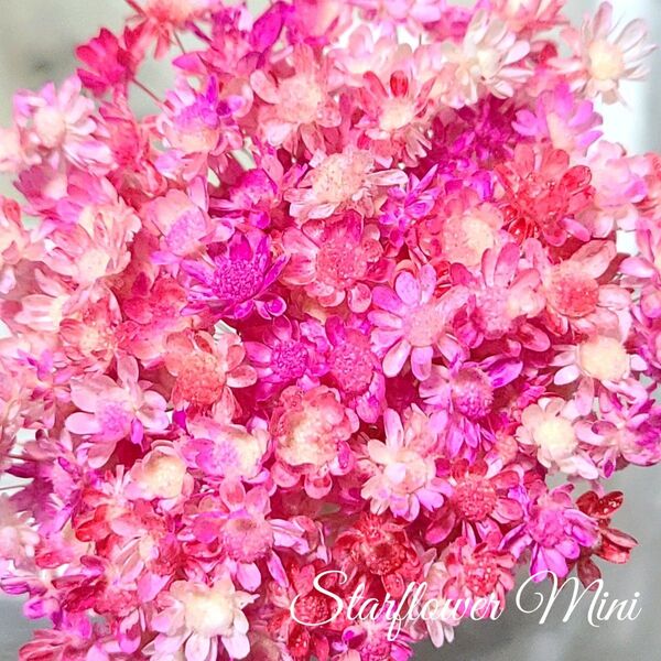 加工花材* スターフラワー ミニ 30個 ヘッド プリザーブドフラワー レジン ボールペン 花材