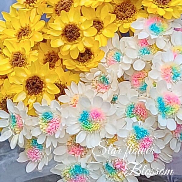 加工花材* スターフラワー ブロッサム プリザーブドフラワー ハーバリウム レジン アレンジメント 花材
