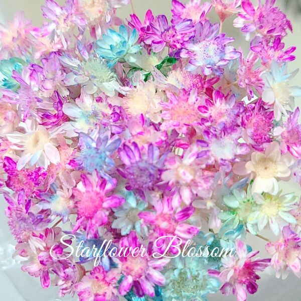 加工花材* スターフラワー ブロッサム プリザーブドフラワー ハーバリウム レジン アレンジメント 花材
