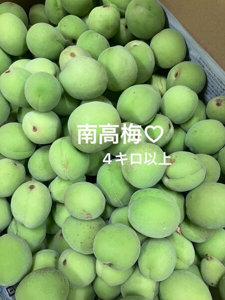 南高梅 青梅 無農薬