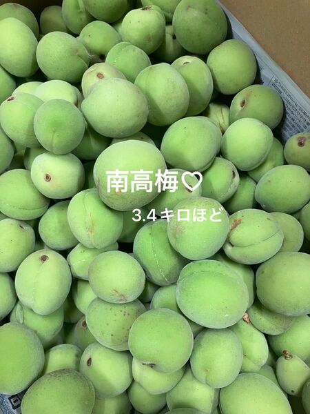 南高梅 青梅 無農薬