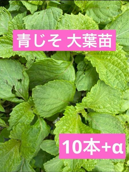 大葉 青じそ苗