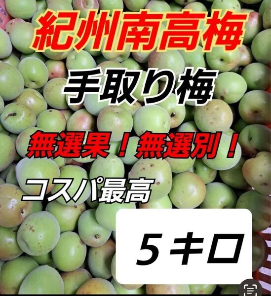 南高梅 5キロ