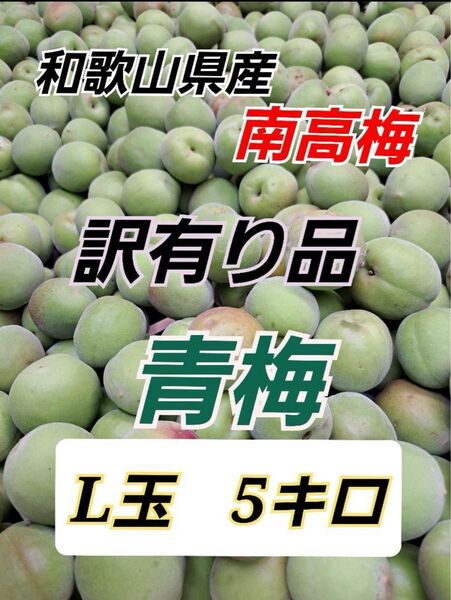 南高梅 5キロ