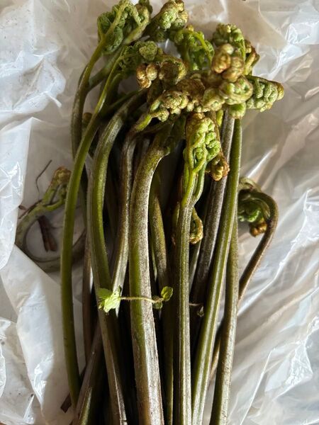 ワラビ 400g 新鮮 採りたて ラスト間近 茎のみ