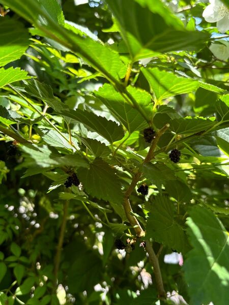 マグワ 桑の木 挿し木 10本+α 挿し木苗 桑 マルベリー