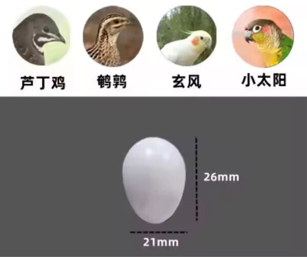 ★リアルな偽の卵★3個 オカメインコ ウロコインコ等