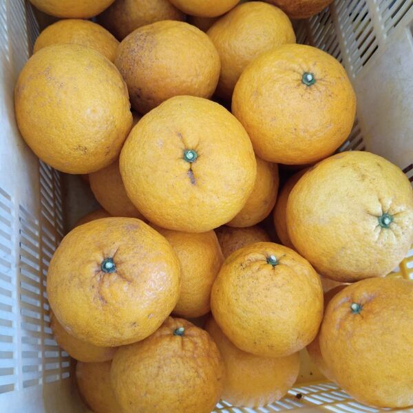 夏みかん サイズバラバラ 10kg箱込み