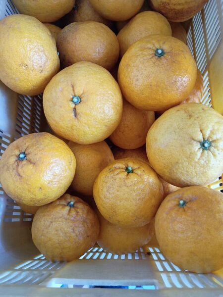 夏みかん サイズバラバラ 10kg箱込み