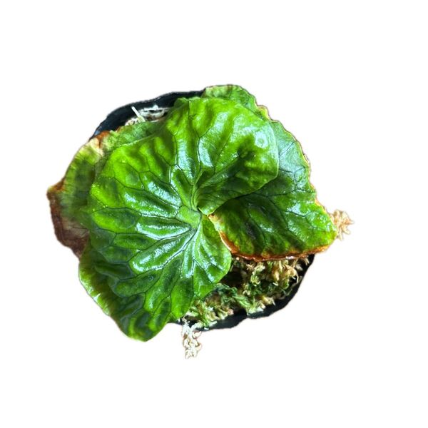 ビカクシダ マダガスカリエンセ 胞子培養