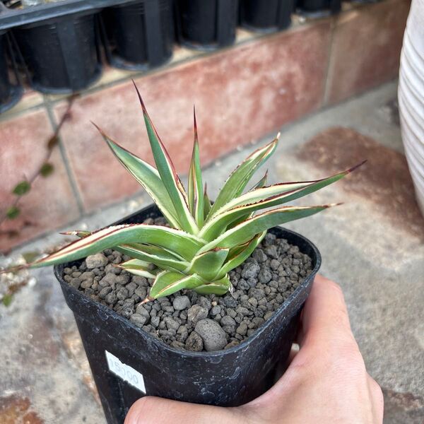 アガベ スノーグロー 多肉植物 塊根