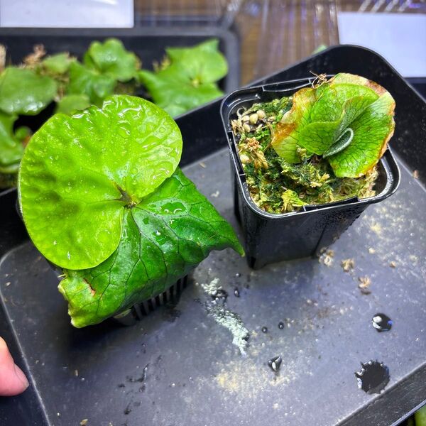 ビカクシダ 胞子培養株 マダガスカリエンセ スパーバム