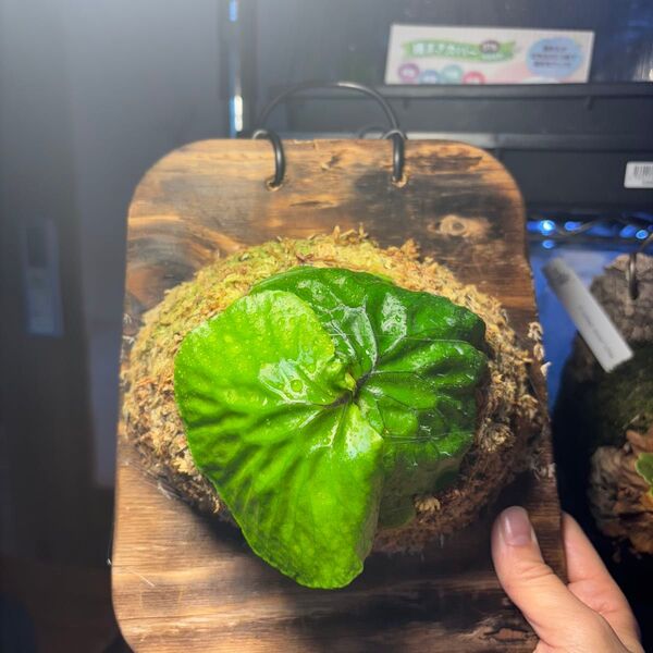 ビカクシダ マダガスカリエンセ 胞子培養