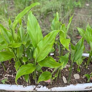 茗荷 ミョウガ 苗 地下茎 野菜 4株