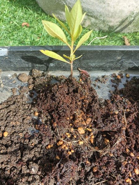ツツジ 赤 抜き苗 2本