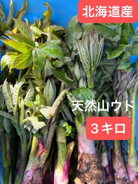 北海道産天然山ウド。3キロUP。購入翌日発送。
