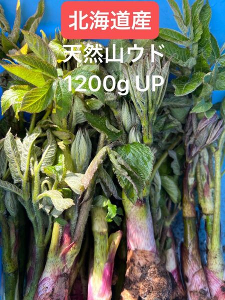 北海道産天然山ウド。1200gg UP。購入翌日発送。増量発送。