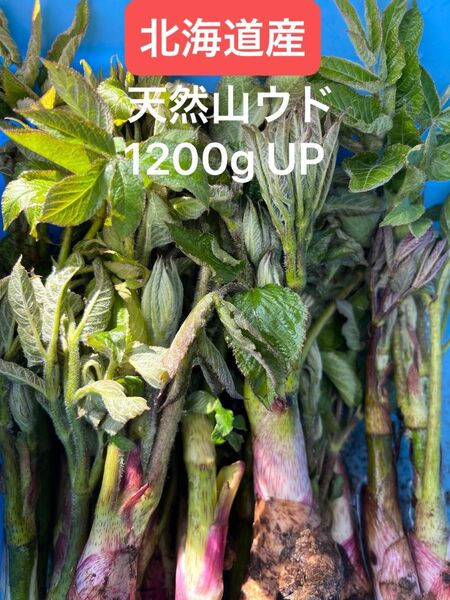 北海道産天然山ウド。1200g UP。購入翌日発送。増量発送