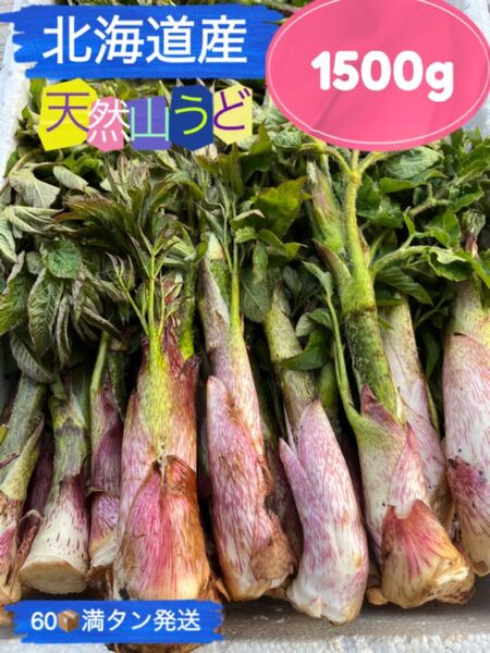 北海道産天然山ウド。1500g UP。購入翌日発送。増量発送。60サイズ箱満タン発送