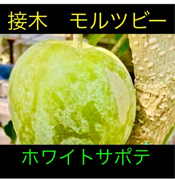 ②ホワイトサポテ 特選接木苗 モルツビー