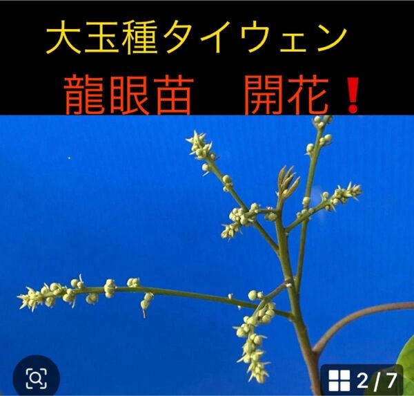 龍眼苗 接木 大玉種タイウェン