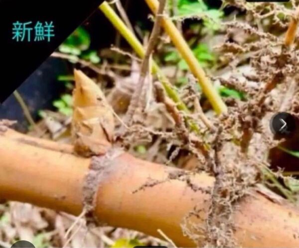 ③真竹地下根っこ2本組 タケノコ用、鑑賞、目隠し、工芸用など真竹苗