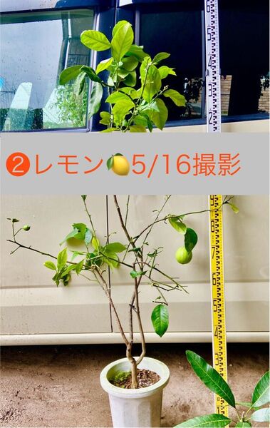 レモン大苗 花芽・実付き♪無農薬栽培