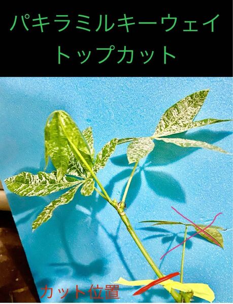 選抜②パキラ ミルキーウェイトップカット 挿木穂木用 1本
