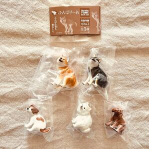 【5種セット】ふんばり~ぬ シークレットなし