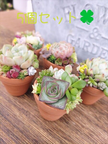 多肉植物寄せ植え そのまま飾れる ちっちゃーいテラコッタ鉢5個セット①