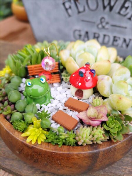 多肉植物寄せ植え そのまま飾れる アカシアの木 ちょこんとかえるちゃんのお家