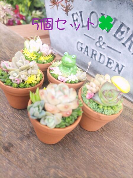多肉植物寄せ植え そのまま飾れる ちっちゃーいテラコッタ鉢5個セット④ エッ!かえるちゃんにきのこ!