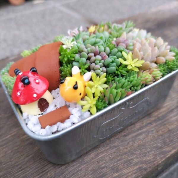 多肉植物寄せ植え そのまま飾れる ハチさんのこぼれ多肉のお家