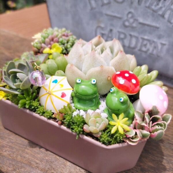 多肉植物寄せ植え そのまま飾れる 仲良しかえるちゃん