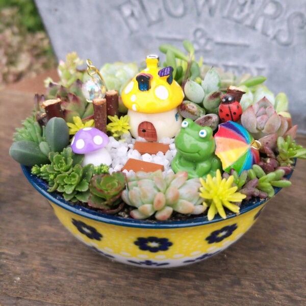 多肉植物寄せ植え そのまま飾れる陶器 ケロちゃんのお家♪