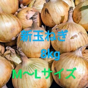 新玉ねぎ 農家直送 8kg+α